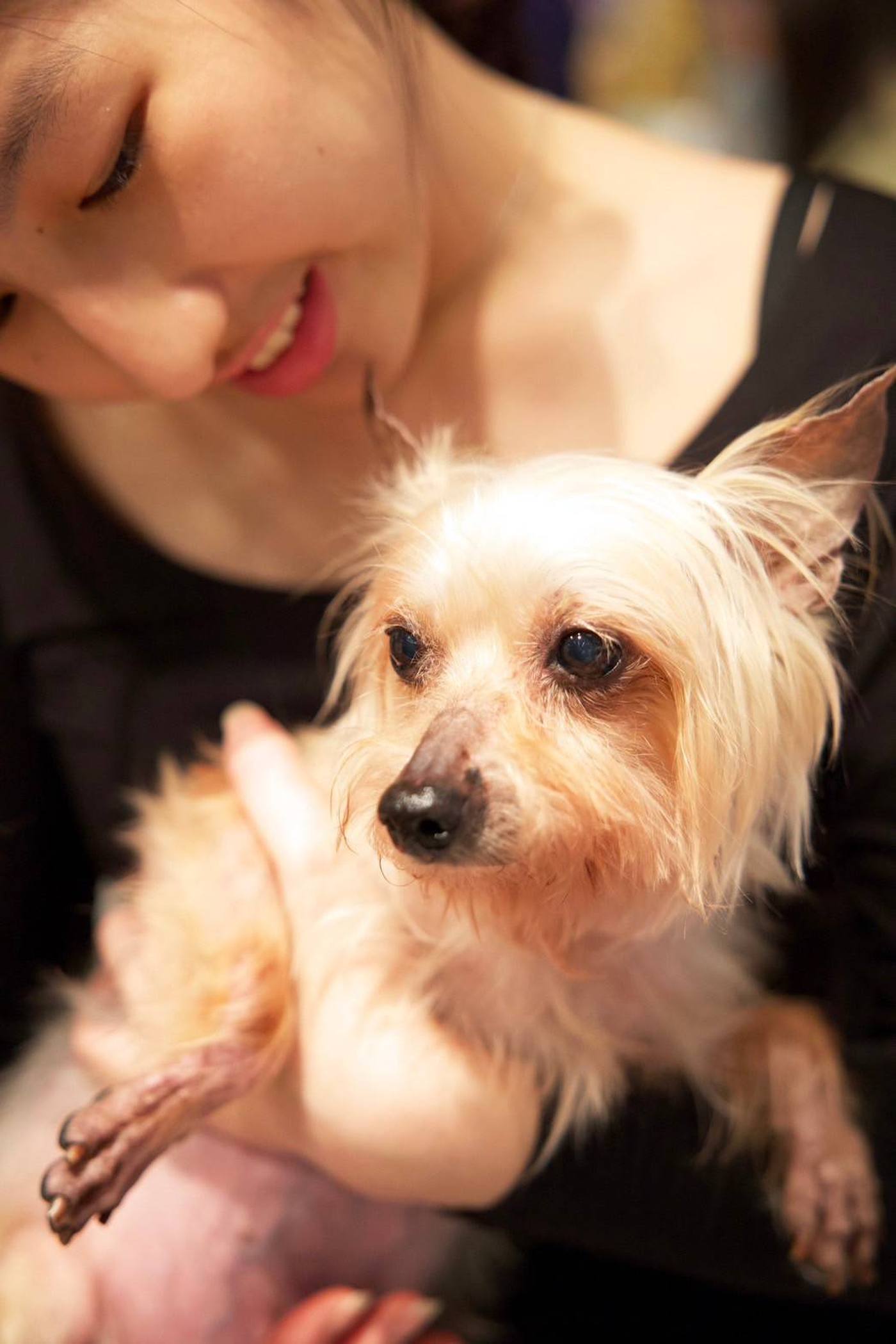 認養人溫柔抱著剛到家的小型犬