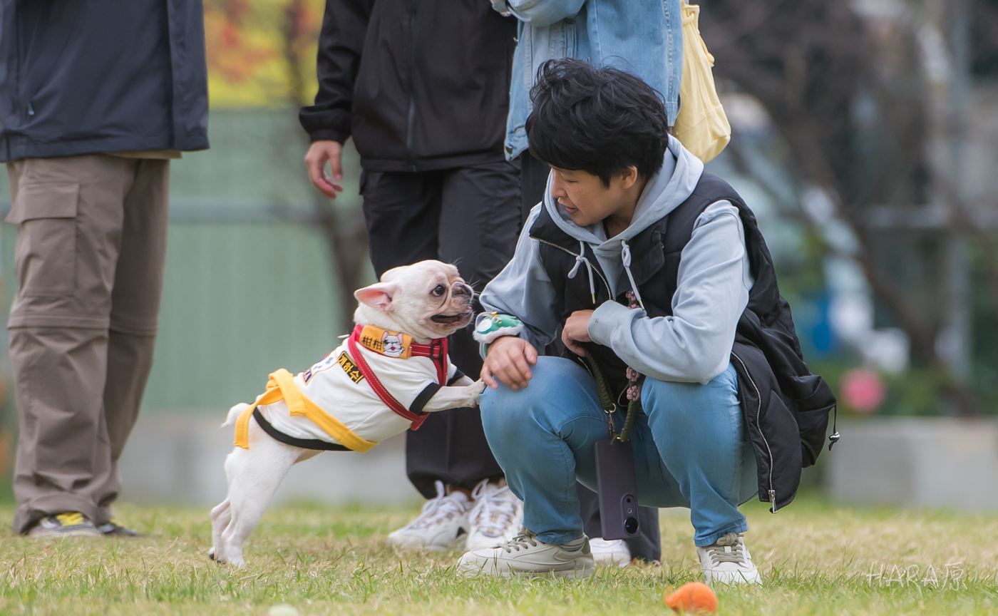 草地上,志工蹲下來與一隻小狗互動