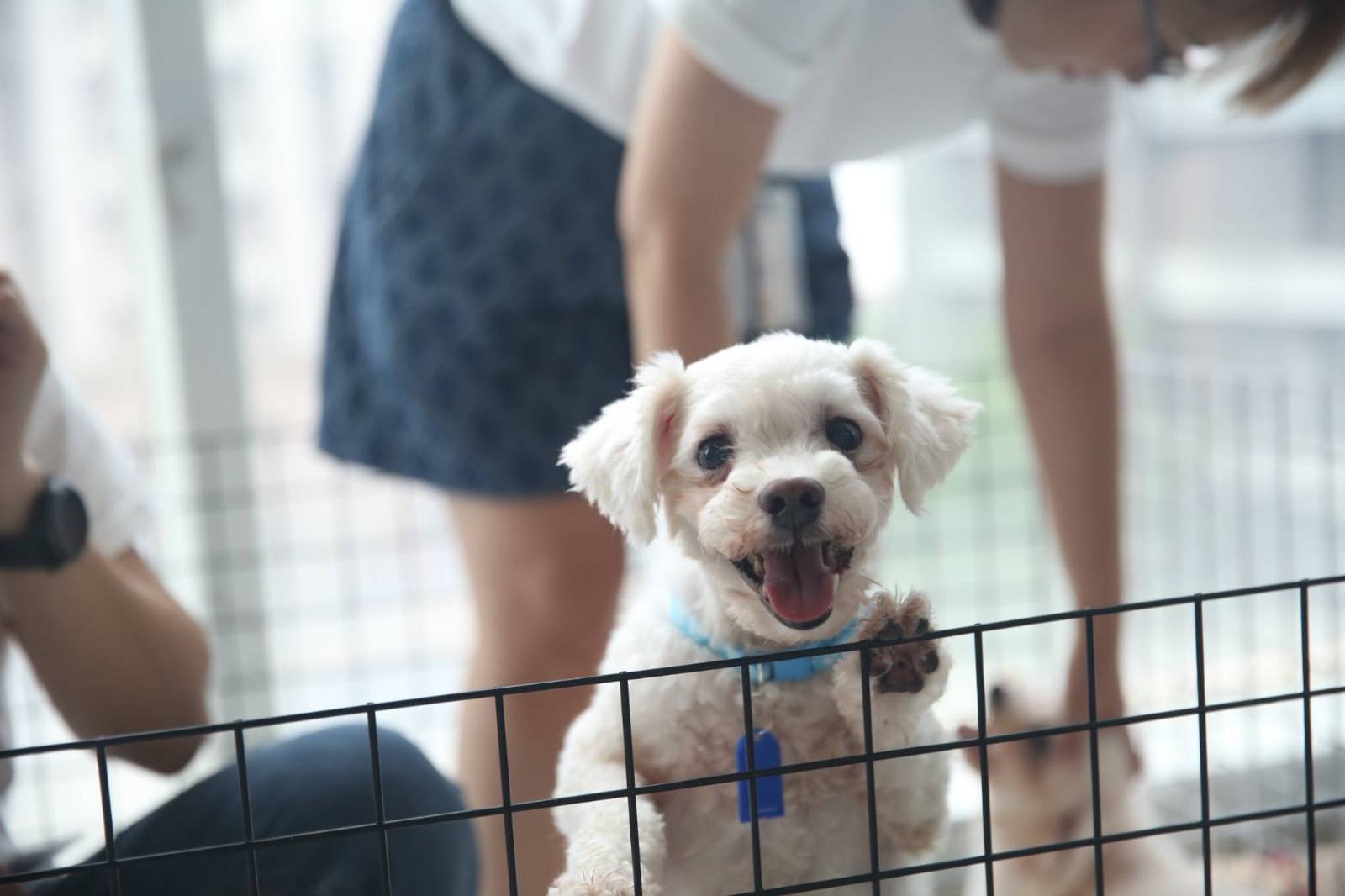 認養會現場，小型犬在圍欄內看著來認識他的家庭