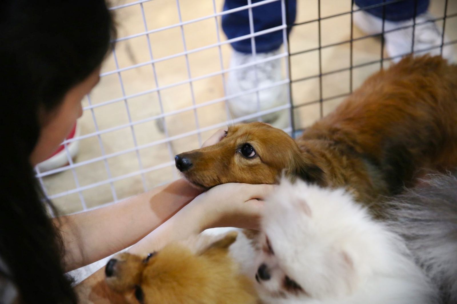 認養會現場,志工輕輕托著臘腸狗的下巴陪伴他