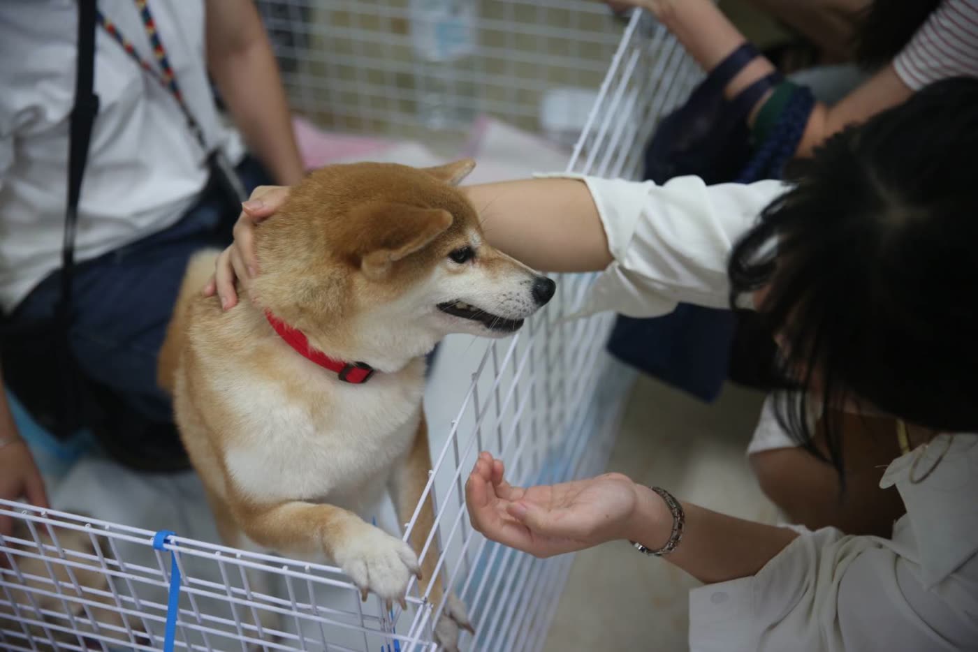 一隻柴犬站在圍籬邊,被兩位志工溫柔撫摸