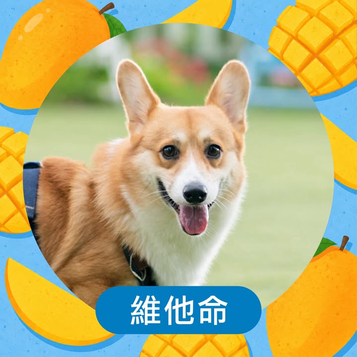 維他命的照片