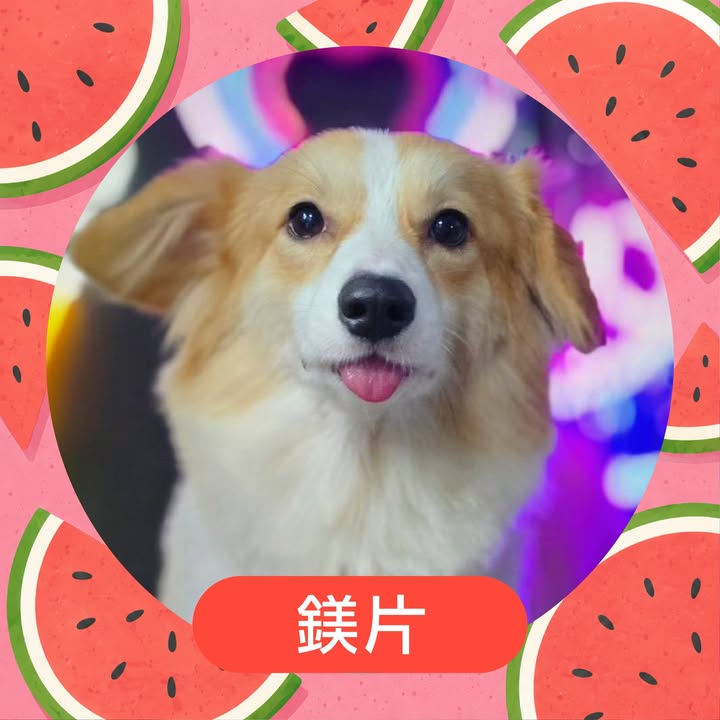 鎂片的照片