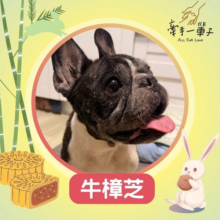 牛樟芝的照片