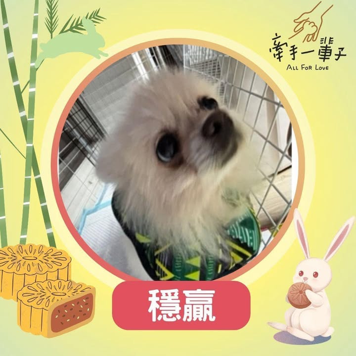 穩贏的照片
