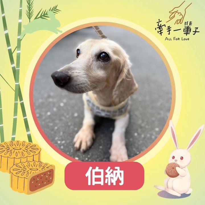 伯納的照片