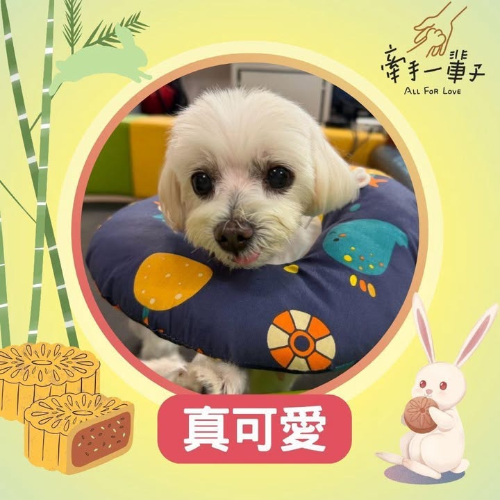 真可愛的照片