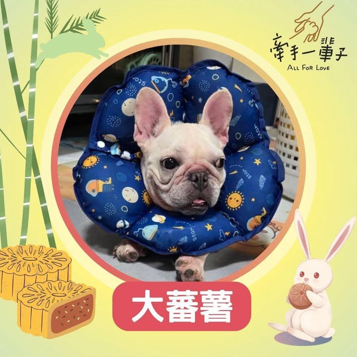 大蕃薯的照片
