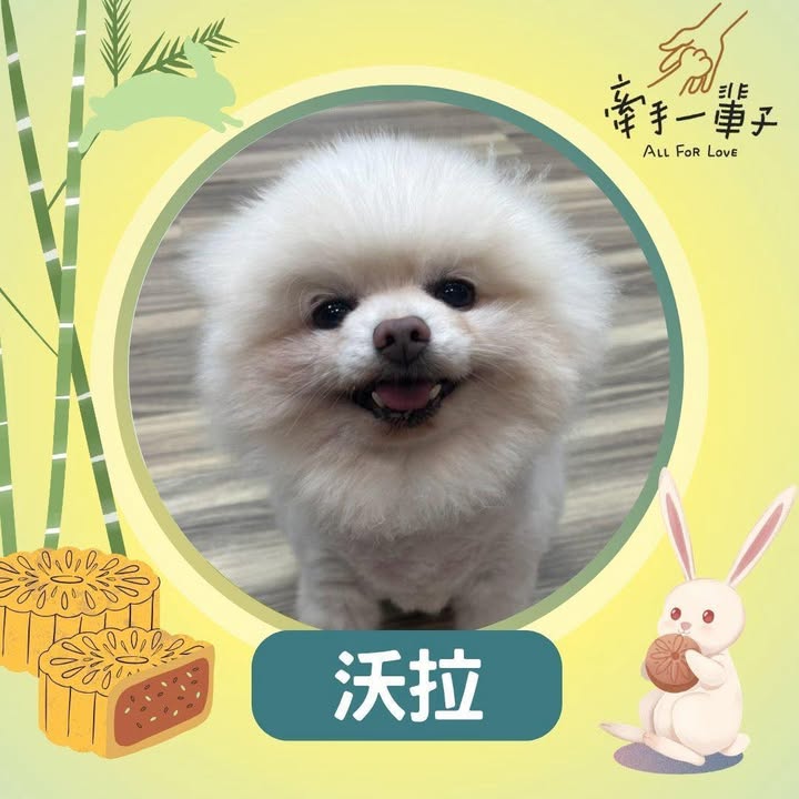 沃拉的照片