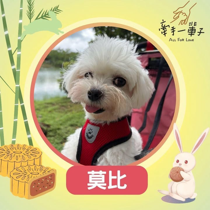 莫比的照片