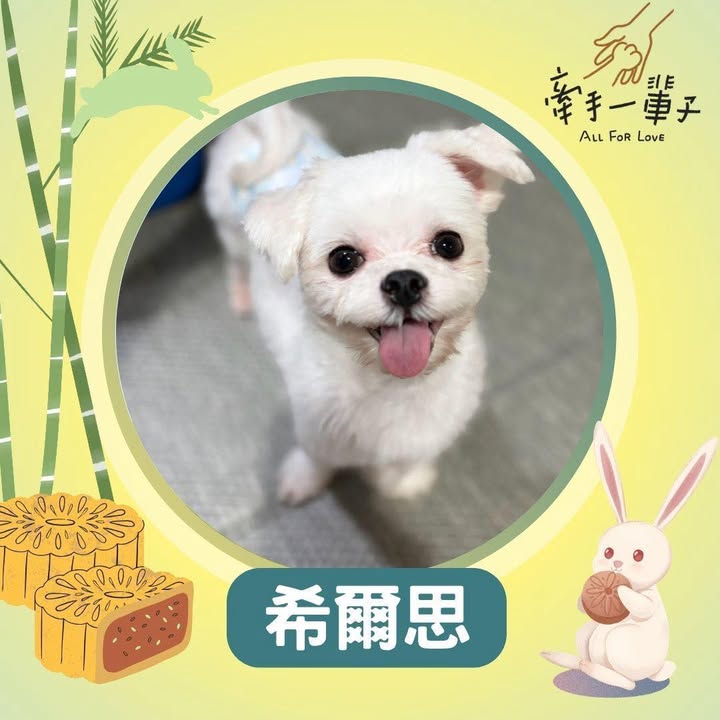 希爾思的照片