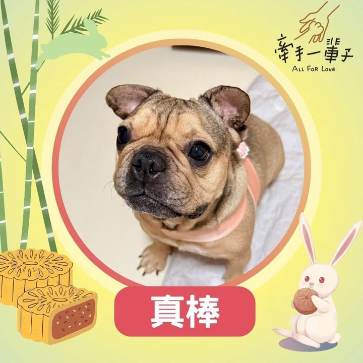 真棒的照片