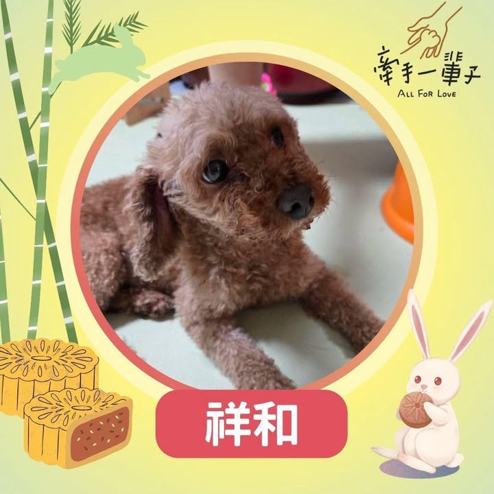 祥和的照片