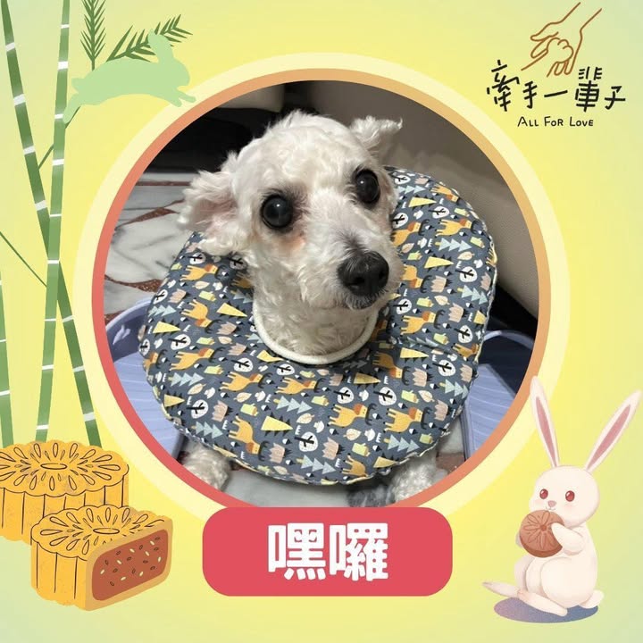 嘿囉的照片