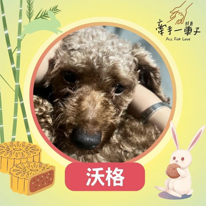 沃格的照片