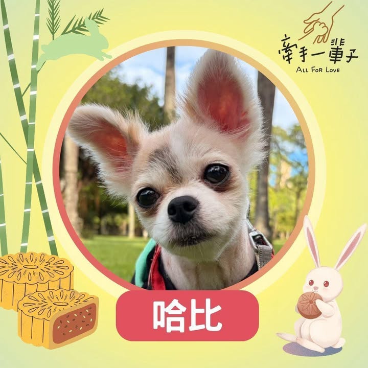 哈比的照片