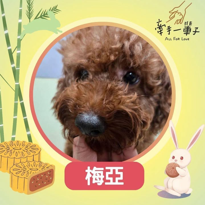 梅亞的照片