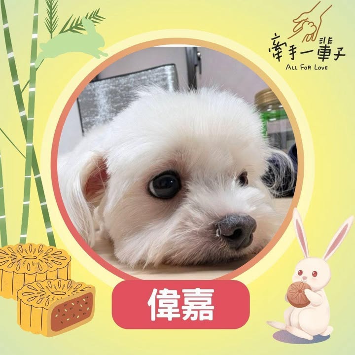 偉嘉的照片