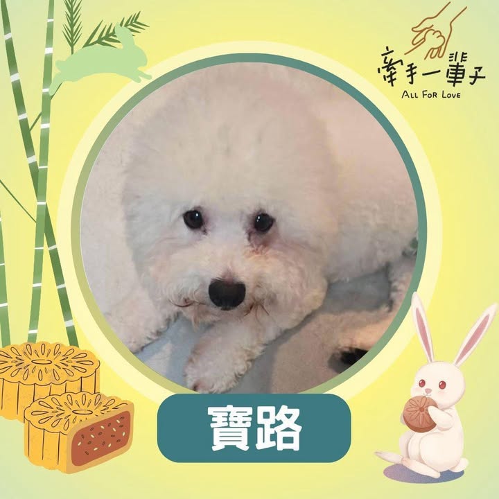 寶路的照片