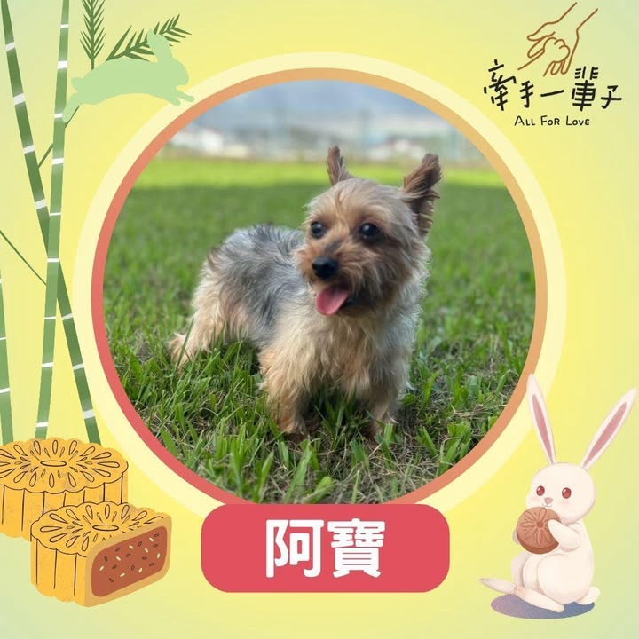 阿寶的照片