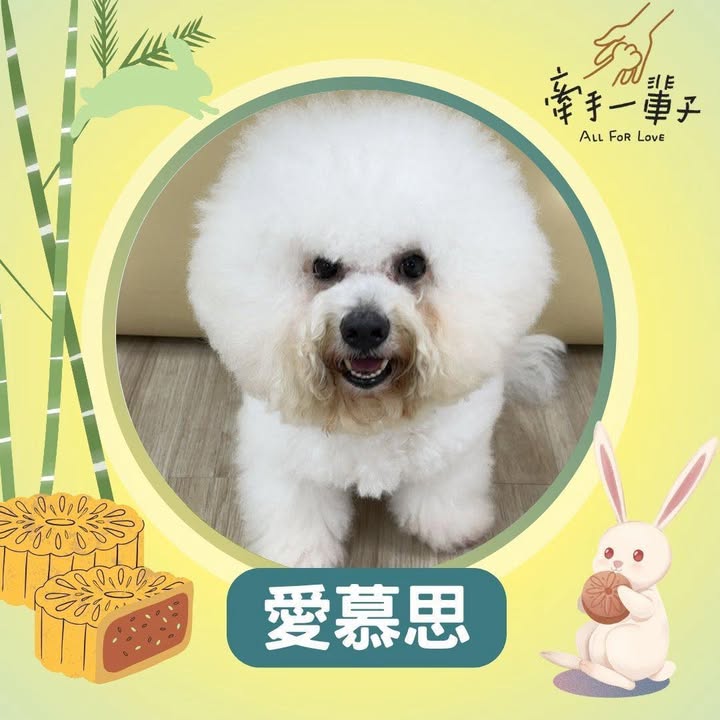 愛慕思的照片