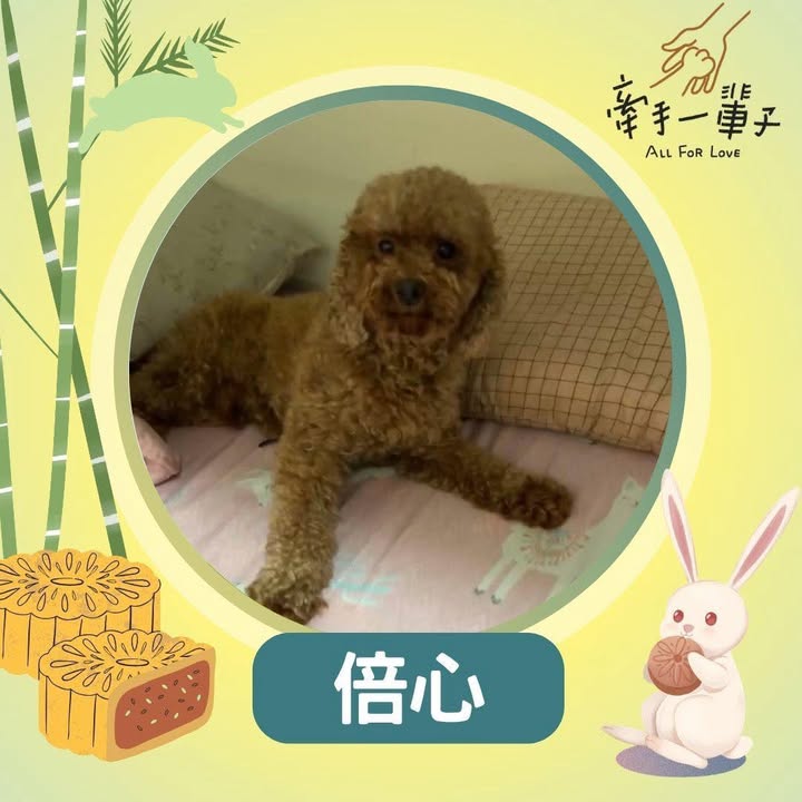 倍心的照片