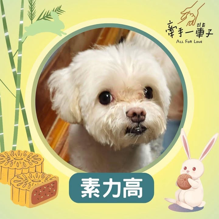 素力高的照片