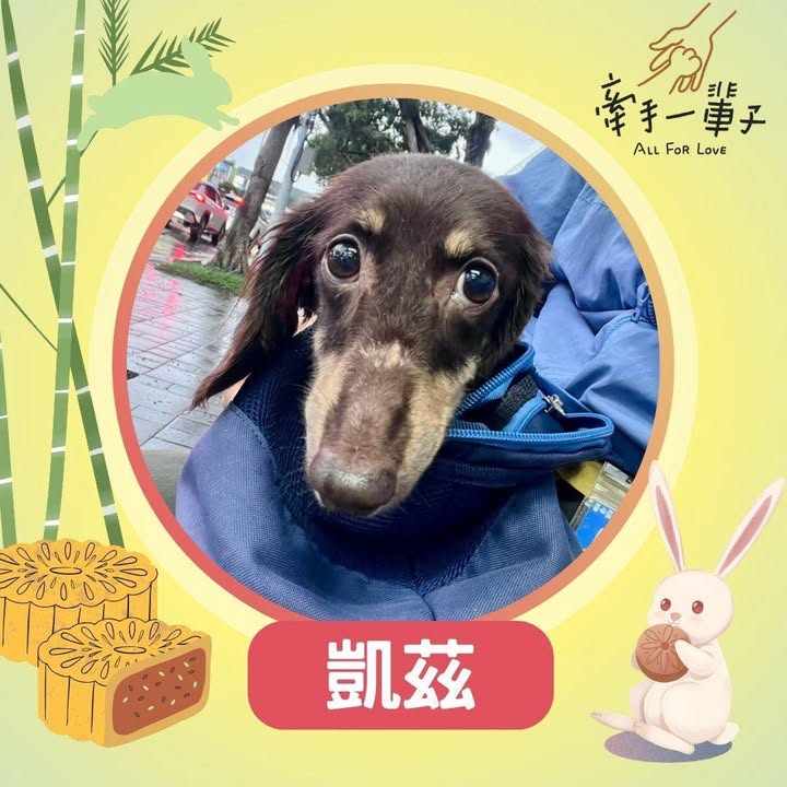 凱茲的照片