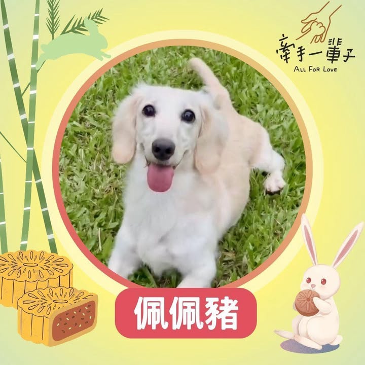 佩佩豬的照片