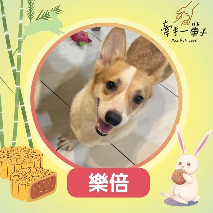 樂倍的照片