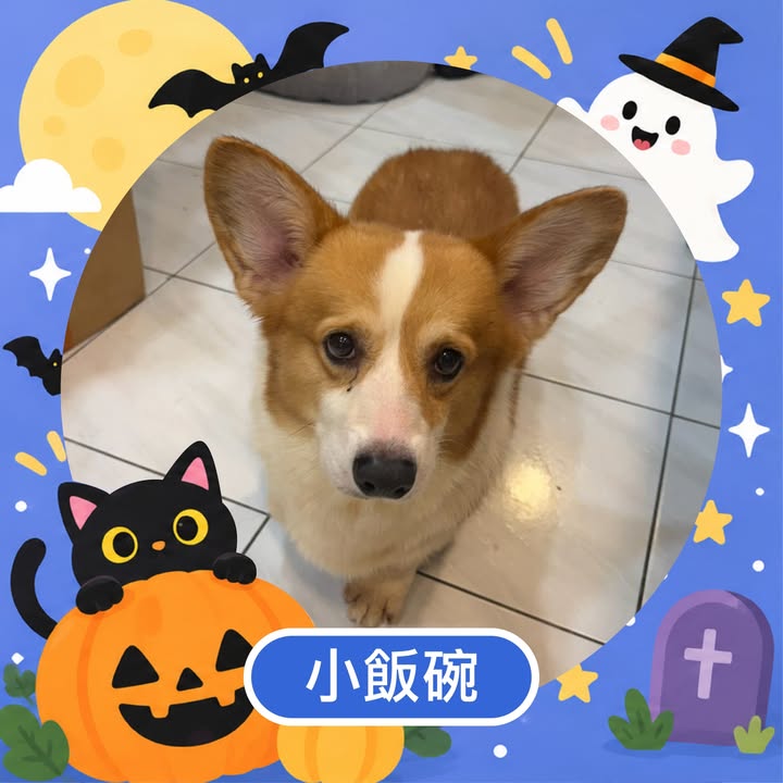 小飯碗的照片