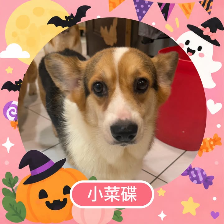 小菜碟的照片