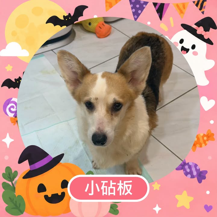 小砧板的照片